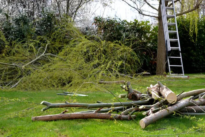 Experienced Tree Removal Yuba City CA