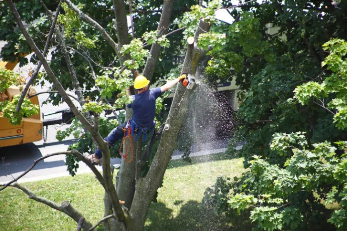 Reliable Tree Removal Yuba City CA