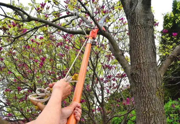 Top rated Tree Removal Yuba City CA